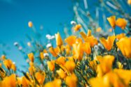 Image of a field of orange and white wildflowers | Groupe Rocher Boomi Integration